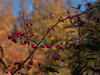 _A004081croofm.jpg
